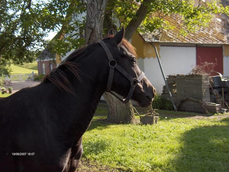 Anden særlig race Stacia - SOLGT - stacia, minskat<3 billede 1