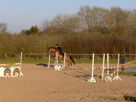 Dansk Varmblod Excalibur Fight(Calle)død - Springning i Vejle. Ved Søren Møller Nielsen. billede 2
