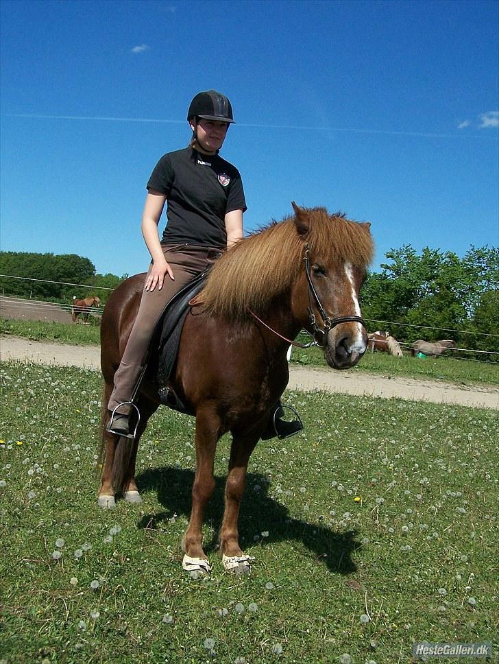 Islænder Sandra fra Gl.Essendrup SOLGT - Vi er trætte billede 9