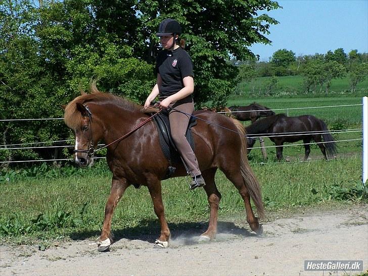 Islænder Sandra fra Gl.Essendrup SOLGT - En dejlig og rolig skridt billede 10