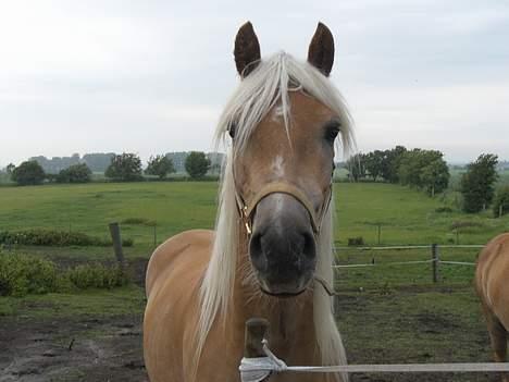 Haflinger Asti billede 5
