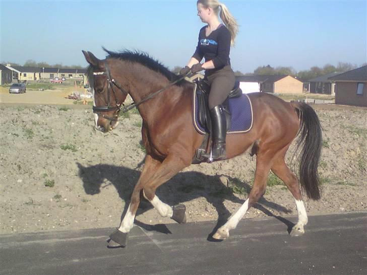 Trakehner Romeos Tattoo (solgt) - På tur i det gode vejr :) april 2009 billede 1