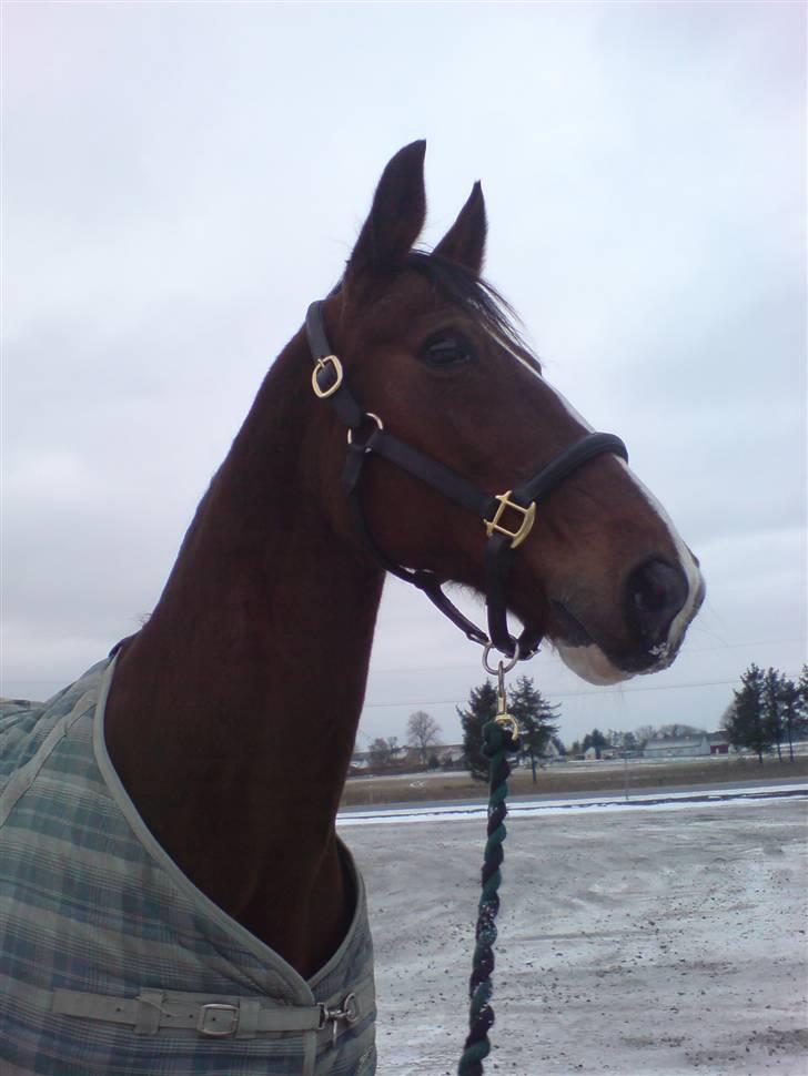 Trakehner Romeos Tattoo (solgt) - uhh det er så farligt, januar 2008 billede 2