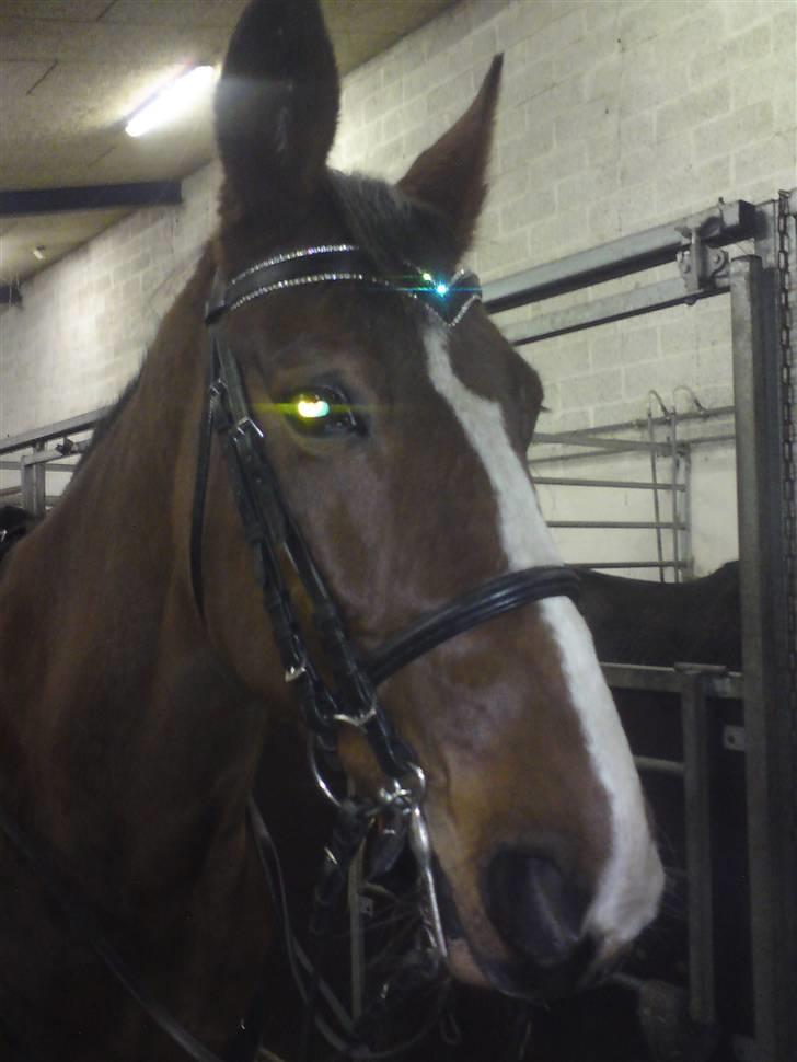 Trakehner Romeos Tattoo (solgt) - Romeo skulle lige prøve om han kunne gå med kandar ;) det gik rigtig godt :) billede 4