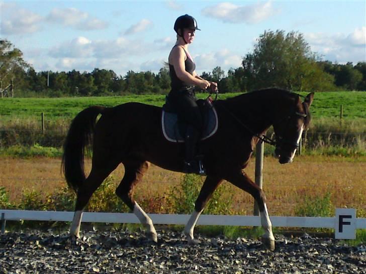 Trakehner Romeos Tattoo (solgt) - dressur 14. sep 2009 billede 5