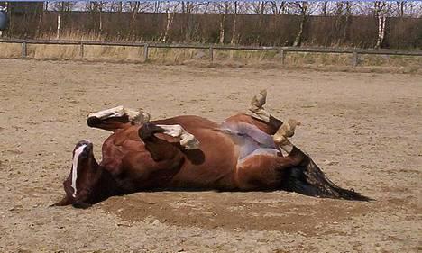 Trakehner Romeos Tattoo (solgt) - uhh rulle rumle... marts 2007 billede 6