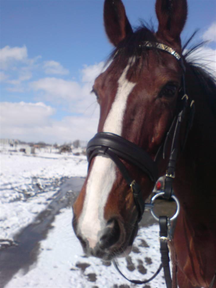 Trakehner Romeos Tattoo (solgt) - vinter 07/08 billede 8