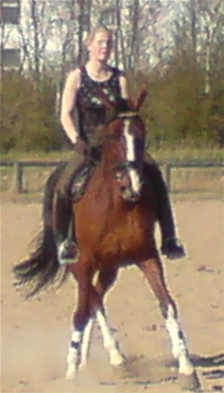 Trakehner Romeos Tattoo (solgt) - sidebevæglese, undskyld kvali billede 9