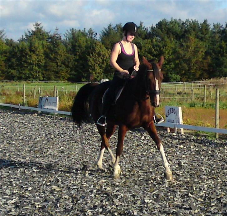 Trakehner Romeos Tattoo (solgt) - schinkelvigning :) 14. sep 2009 billede 10