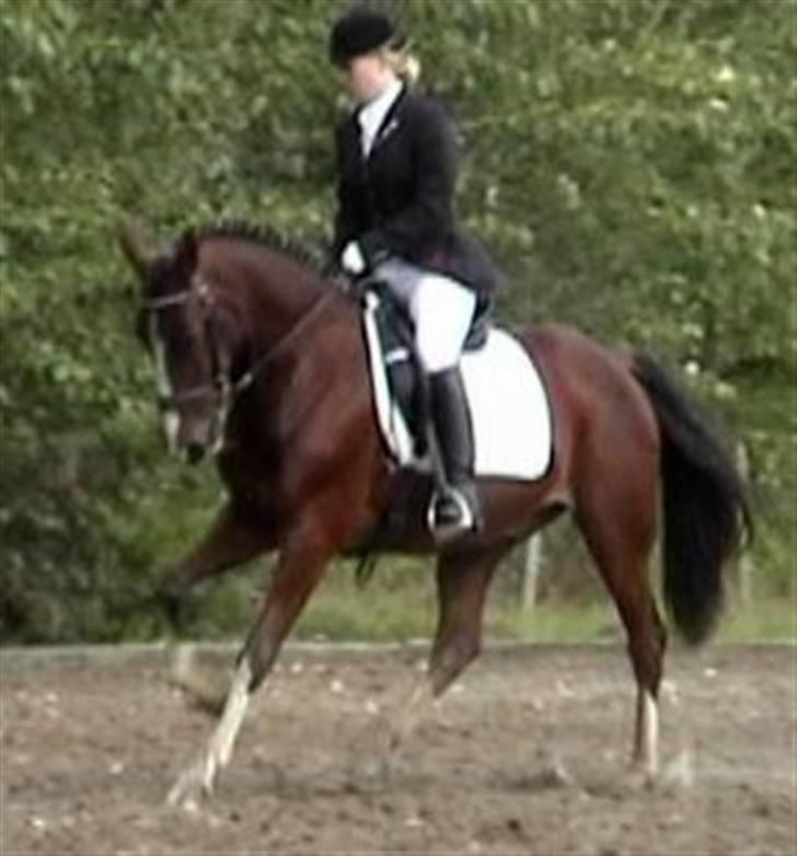 Trakehner Romeos Tattoo (solgt) - galop øgning stævne bording, september 2007 billede 11