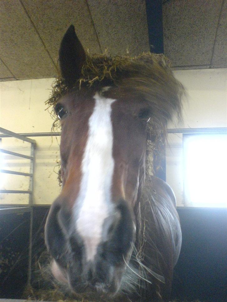 Trakehner Romeos Tattoo (solgt) - se hvad jeg har på hovedet:D marst 2007 billede 12