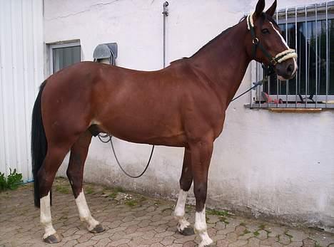 Trakehner Romeos Tattoo (solgt) - juli 2006, se hvor stor jeg er mor billede 13