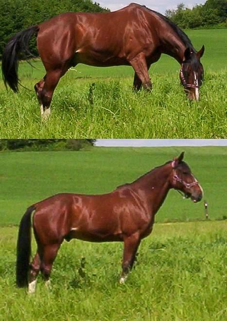 Trakehner Romeos Tattoo (solgt) - sommer græs juli 2006´ billede 14