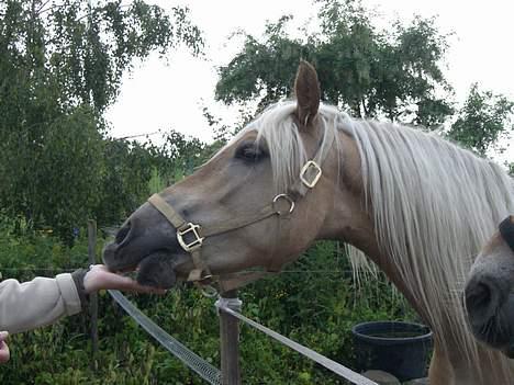 Haflinger Asti billede 6