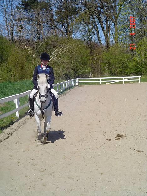 Anden særlig race IL TEMPO GIGANTE solgt - mit første stævne på ham. billede 4
