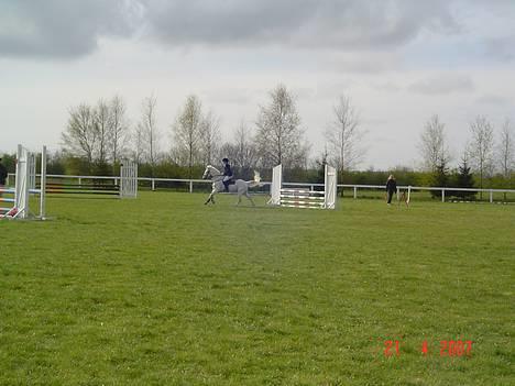 Anden særlig race IL TEMPO GIGANTE solgt billede 5