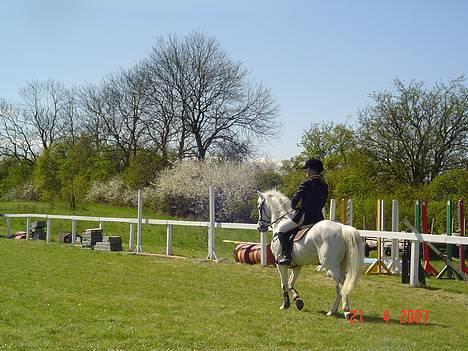 Anden særlig race IL TEMPO GIGANTE solgt billede 6