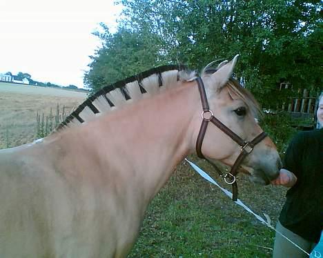 Anden særlig race Whisky - nus med mig.. billede 5