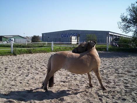 Anden særlig race Whisky - elastisk lille pony... smiler billede 8