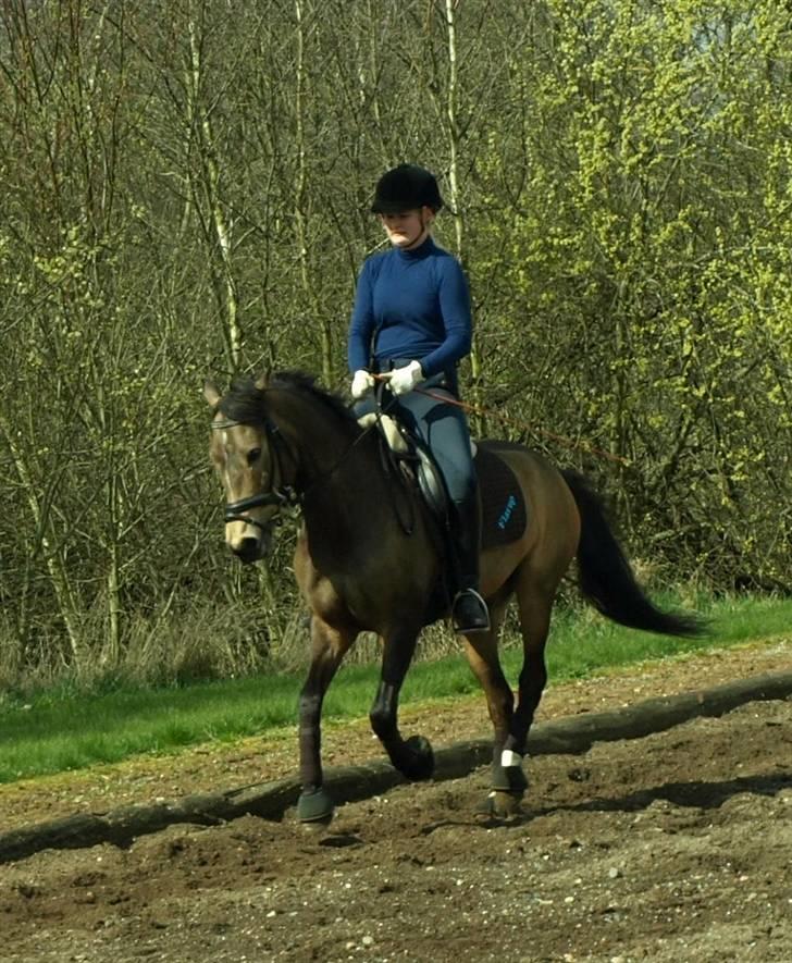 Hollandsk Sportspony Crocodile Dundee R.I.P  - galop op af bakke (: min dejlige pony :D foto Simone  hoppe billede 12