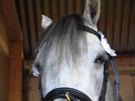 Welsh Pony (sec B) Lyngvejens Kikki <´3 *Solgt* -  (11)  Det er hårdt at være på dyrskue billede 11