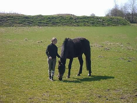 Traver hertug - et gamel billleder og hest...  billede 4