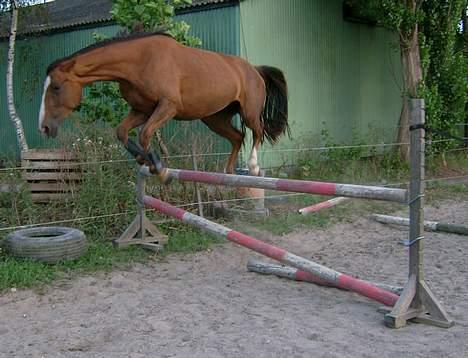 Dansk Varmblod Winzerkind  - Sjov teknik billede 5