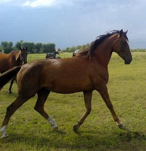 Dansk Varmblod Winzerkind  - op ad bakke :-) billede 6