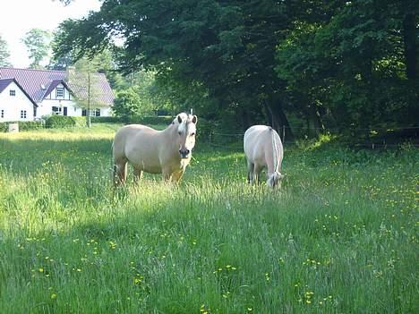 Fjordhest Luna - Luna og Lopella på sommer græs 2006 billede 19