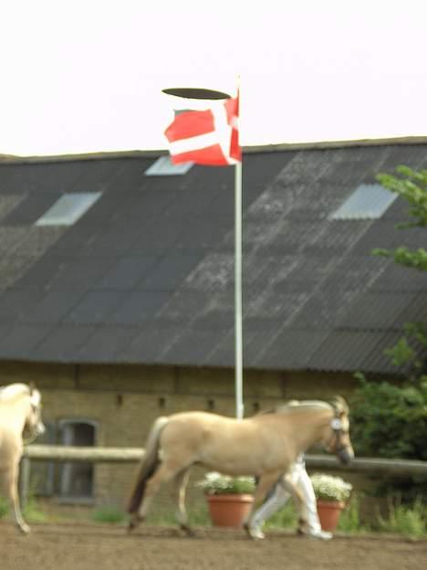 Fjordhest Lopella - Lopella til kåring billede 14