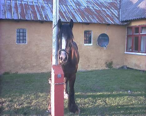 Irish Cob Grønhøjs Tito ~~ solgt billede 8