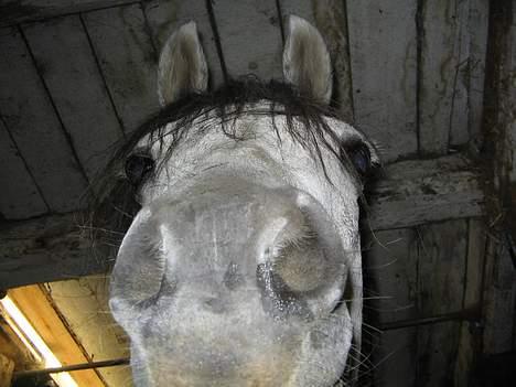 Welsh Pony (sec B) Lyngvejens Kikki <´3 *Solgt* -  (13)  bhhøøøø...!!!! tihi blev du for forskrækket??? billede 13