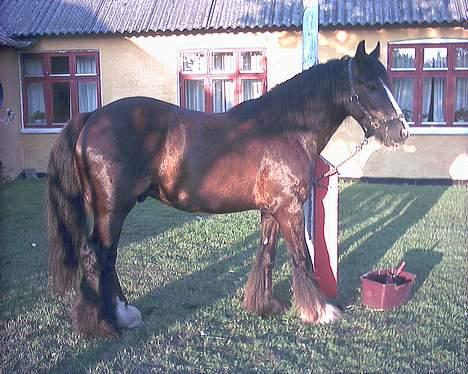 Irish Cob Grønhøjs Tito ~~ solgt billede 10