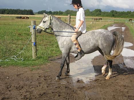 Welsh Pony (sec B) Lyngvejens Kikki <´3 *Solgt* -  (14)  nu ska jeg på fold =0D billede 14