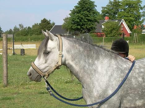 Welsh Pony (sec B) Lyngvejens Kikki <´3 *Solgt* -  (15)  se hvor smuk jeg er billede 15