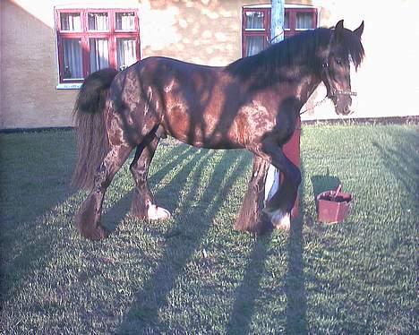 Irish Cob Grønhøjs Tito ~~ solgt billede 11