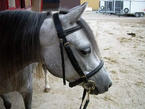 Welsh Pony (sec B) Lyngvejens Kikki <´3 *Solgt* -  (16)  hov hvem der??? billede 16
