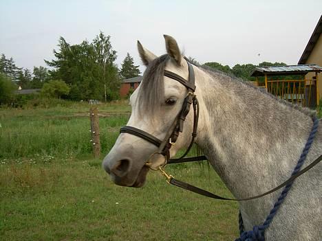 Welsh Pony (sec B) Lyngvejens Kikki <´3 *Solgt* -  (17)  mit hoved billede 17
