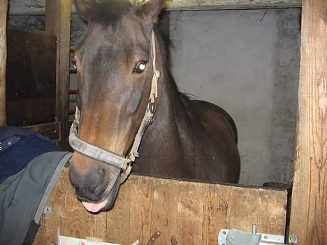 Anden særlig race Katrinebjergs Kreon†2006† -  (16)  AAAAAD............ det smagte ikk godt billede 16