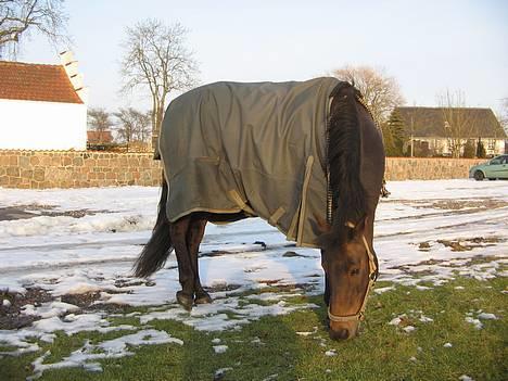 Anden særlig race Katrinebjergs Kreon†2006† -  (17)  her går je´g tur rundt om kirken med mine ejere billede 17