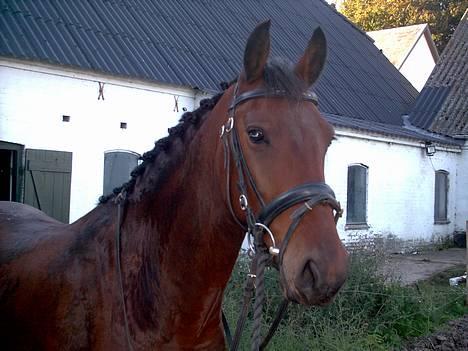 Anden særlig race Fritz:-) solgt:-( - se hvor gude smuk jeg er billede 1