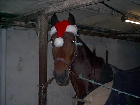 Anden særlig race Fritz:-) solgt:-( - HEJ!!!! se mig lige mor!!! jeg har nissehue på:-) billede 4