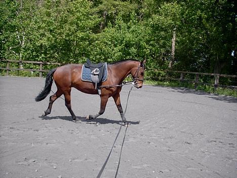 Anden særlig race Fritz:-) solgt:-( - TRAV TRAV!!! billede 6