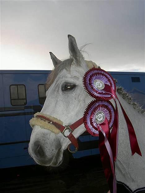 Anden særlig race Mirco(solgt) - 13) Mirco til Balticcup 2006 billede 13