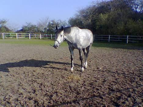 Dansk Varmblod Chato Carem *SOLGT* billede 1