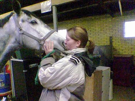 Dansk Varmblod Chato Carem *SOLGT* billede 2