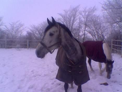 Dansk Varmblod Chato Carem *SOLGT* billede 3