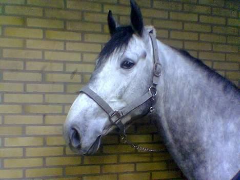 Dansk Varmblod Chato Carem *SOLGT* billede 4