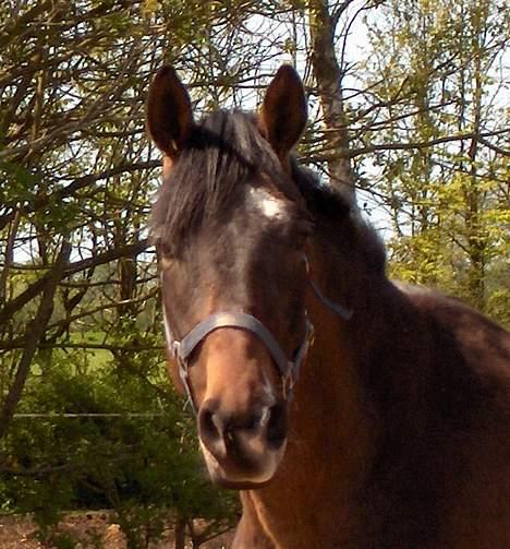 Anden særlig race Charming´s Filur billede 3