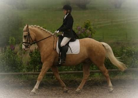 Anden særlig race Valdemar af Lillevang - 22 Jan. 2006 - Klubstævne i Nørre Åby rideklub - La 2 Foto: Studie 12 - (Købt) billede 5